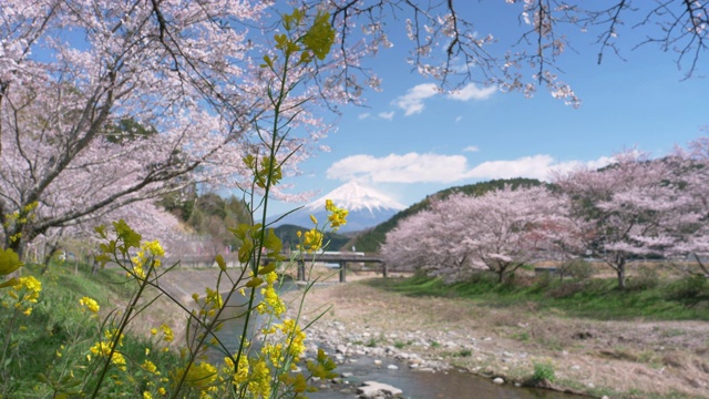 富士山上的樱花和油菜花沿河盛开视频素材