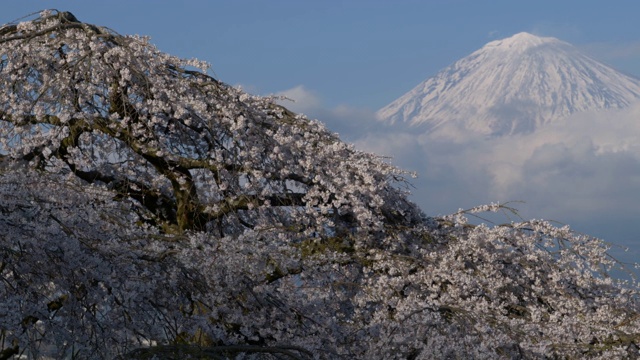 富士山上哭泣的樱花(摄影)视频素材