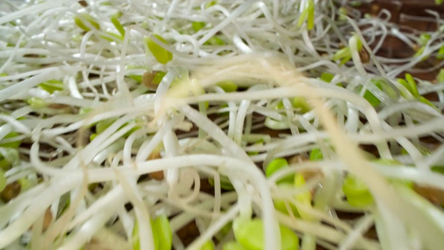 三叶草芽，准备好的食物视频下载