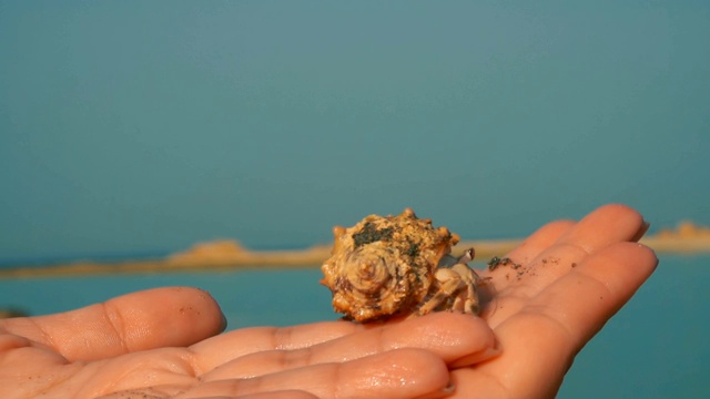 小寄居蟹爬在手掌上，背景是蓝色的大海视频素材