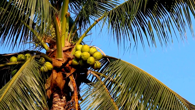 椰子树被风移动视频下载