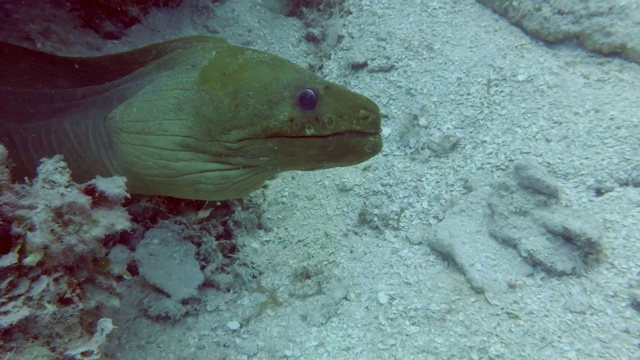 绿色条海鳗视频素材