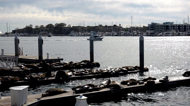 海豹在加利福尼亚马里纳德雷的码头上拖着东西视频素材