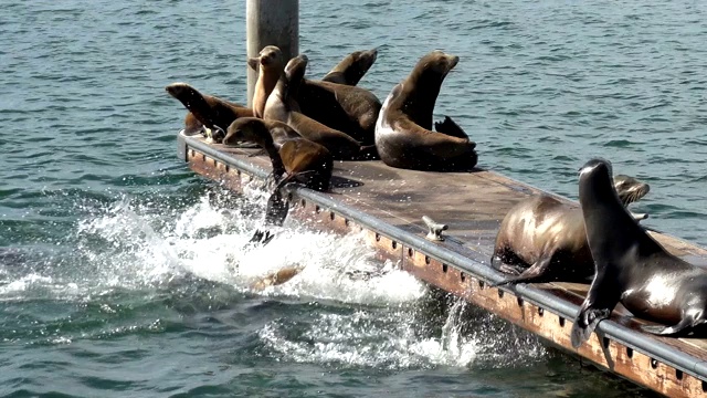 海豹从码头跳到海湾里视频素材