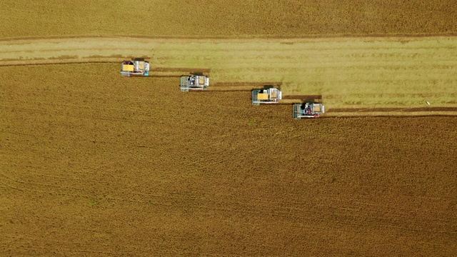 鸟瞰图联合收割机在稻田作业。视频下载