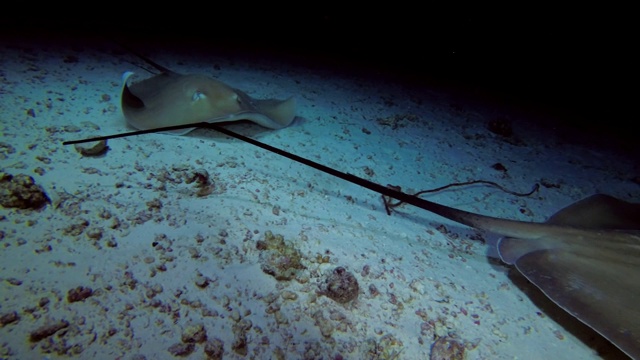 两只粉红色的鞭状鱼-海曼图拉辉鱼游过沙底(夜间喷烟)，印度洋，马尔代夫，亚洲视频素材