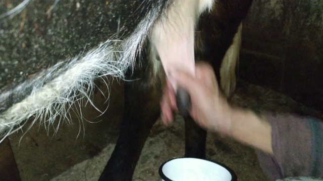 一头牛挤奶。视频素材