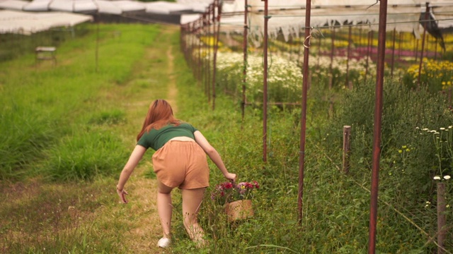 一个亚洲少女的肖像走在菊花花圃里，拿着花篮，意外，绊倒视频下载