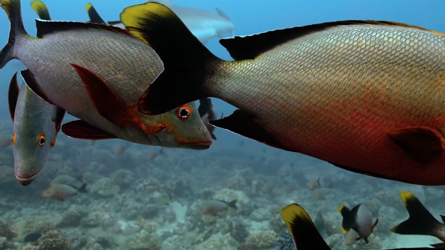毛利鲷鱼的特写，背景是鲨鱼。在海洋珊瑚礁附近游动的鱼类的海洋生物。在清澈的水中跳水- 4K视频下载