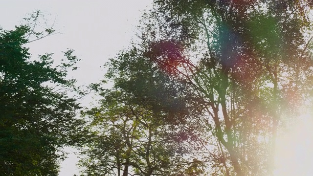 眩光;阳光透过大树。视频素材