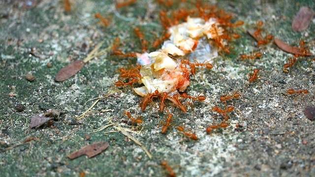 蚂蚁的团队工作人员将食物上的虾搬到蚁巢视频素材