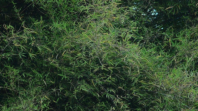 竹子。绿叶竹树在风中吹拂。在花园里种植竹子视频素材
