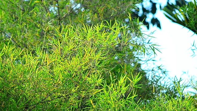 竹子。绿叶竹树在风中吹拂。在花园里种植竹子视频素材