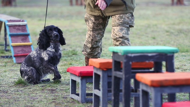 军犬训犬员训练狗视频素材