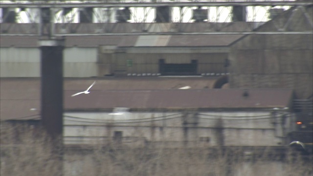 海鸥在美国中西部工厂附近飞行视频素材