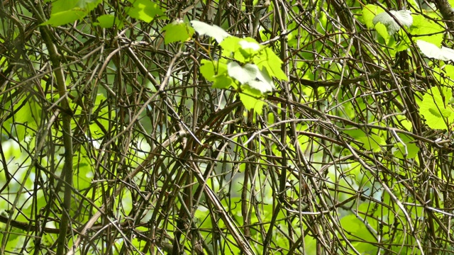 戴头巾的莺跳起来，在满是交错的树枝的灌木丛周围视频下载