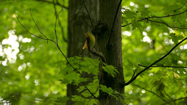 雌猩红色唐纳雀注意来自森林的声音视频下载