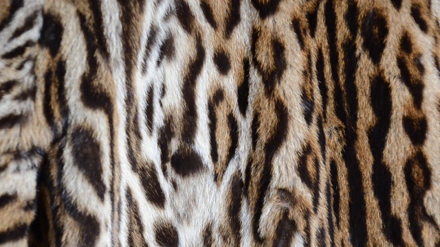 猫科动物毛皮大衣视频素材