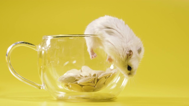 啮齿动物。仓鼠坐在一个透明的杯子里喝茶。视频下载