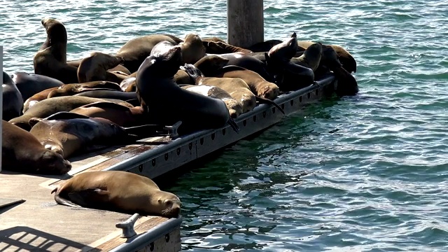 一只海豹在码头上拉着绳子视频素材