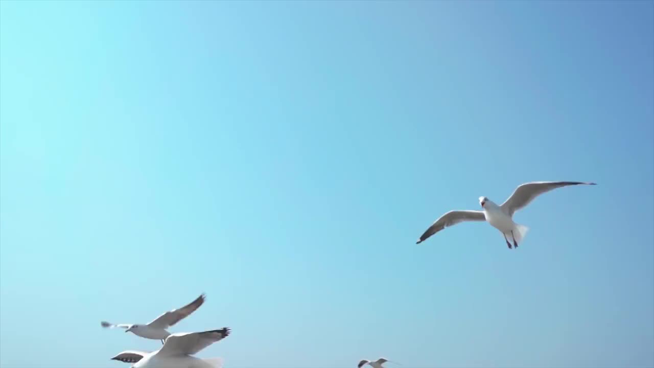 一群海鸥视频下载