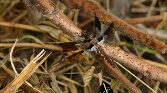 大蜻蜓的特写镜头栖息在靠近地面的棕色树枝上视频下载
