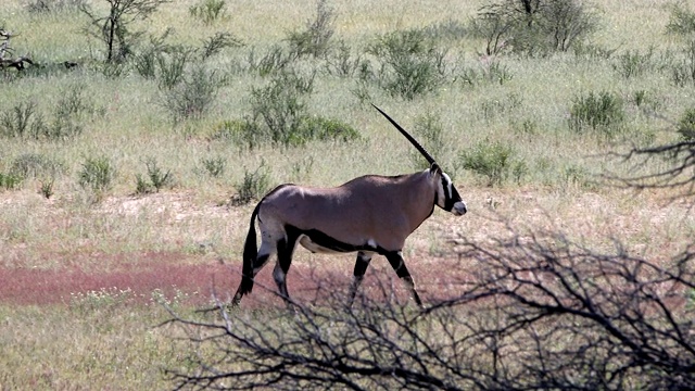 南非喀拉哈里沙漠的大羚羊、瞪羚等野生动物视频素材