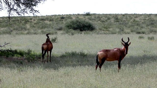 南非喀拉哈里的红羚视频素材