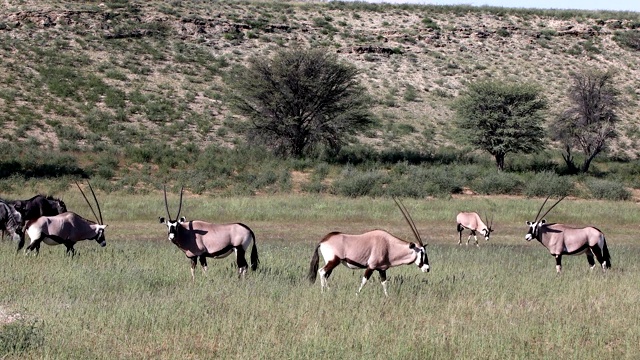 南非喀拉哈里沙漠的大羚羊、瞪羚等野生动物视频素材