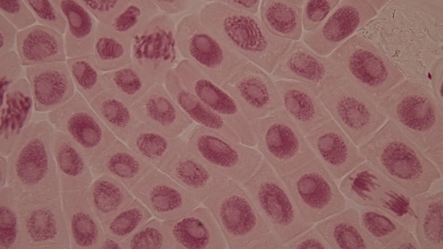 洋葱根尖和根尖有丝分裂细胞的显微镜观察。视频下载
