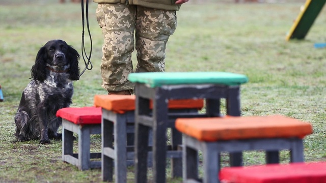 在军队中训练军犬进行障碍训练视频素材