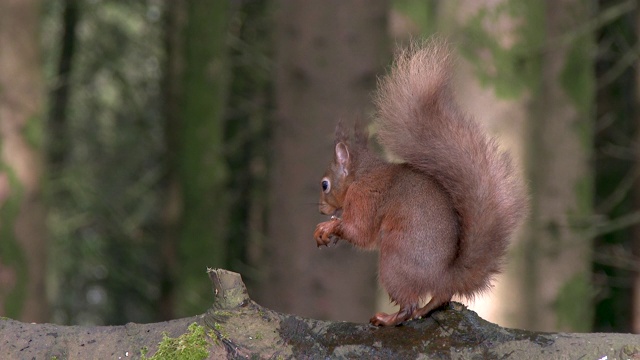 苏格兰森林里，红松鼠坐在一根圆木上吃榛子视频素材