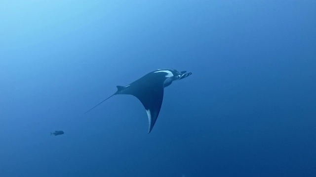 海洋巨蝠鲼视频素材
