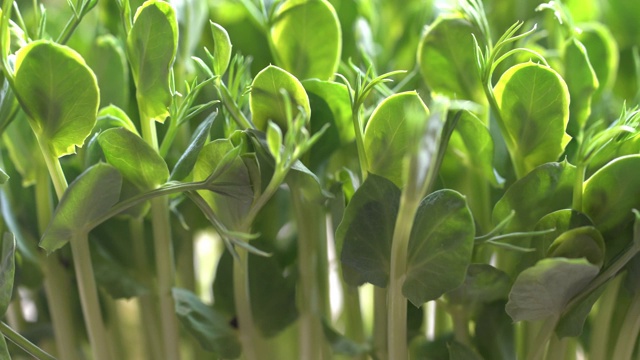 种植新鲜的有机微型蔬菜-年轻的蔬菜豌豆芽为健康的饮食和生活方式。富含维生素和矿物质的生食和超级食物。近距离观看新鲜的绿叶视频素材