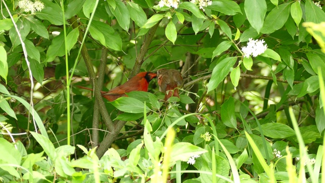 成年雄性北方红雀正在哺育同一种鸟的幼鸟和其他幼鸟视频素材