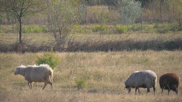 穿越牧场的羊视频素材