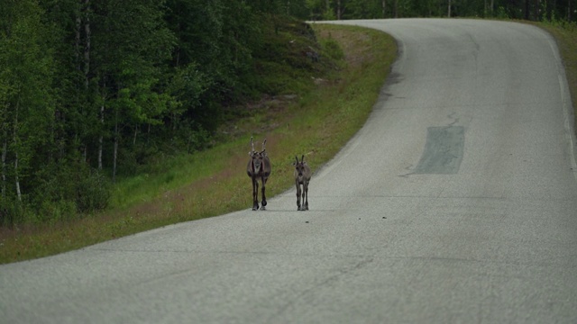 芬兰拉普兰路上行走的驯鹿视频下载