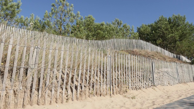 通往海边的沙质步道上有松树和其他植被视频下载