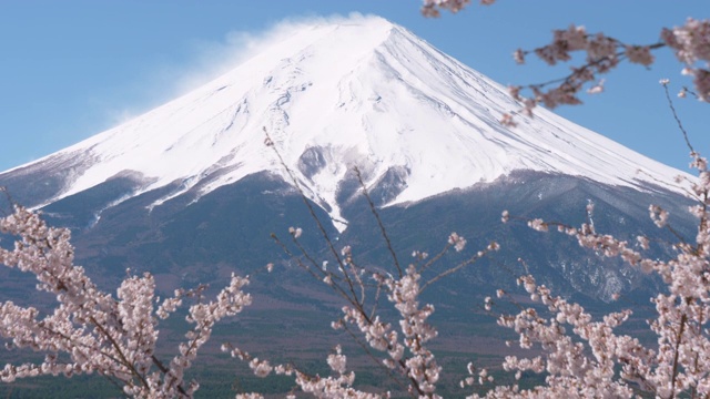樱花盛开的富士山(向下倾斜)视频素材