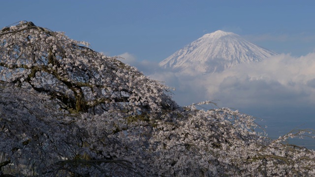 富士山上哭泣的樱花(放大)视频素材