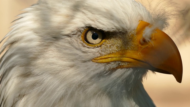 美国鹰的脸从左到右的极端特写视频下载