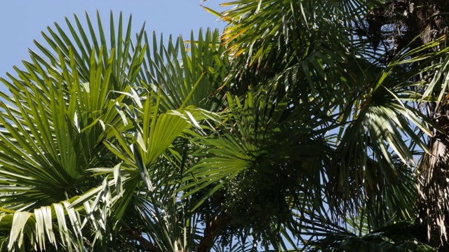 热带棕榈树的绿叶在风中悠长视频下载