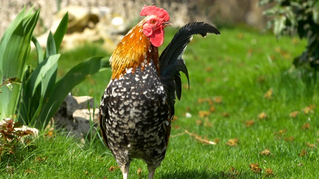 碧绿的草地上，一只红红的鸡冠闪闪发光的公鸡视频下载