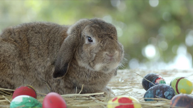 复活节桌上放着一只灰色的兔子。视频下载