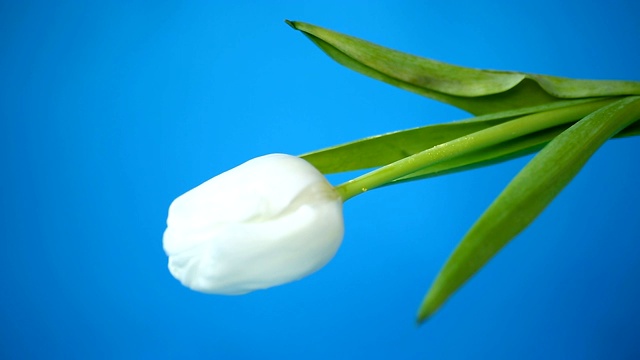 一束美丽的白色郁金香在蓝色的背景视频下载