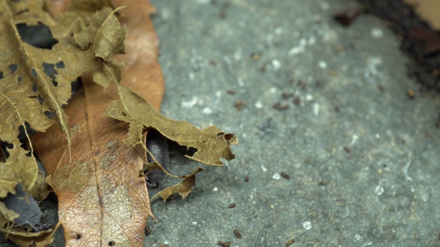 一段躲在落叶和石头里的粪虫的4k视频视频素材
