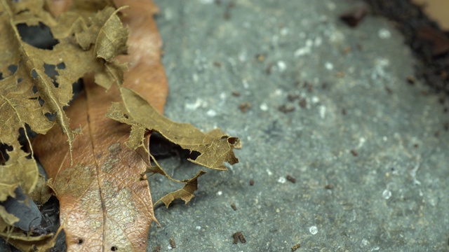 一段躲在落叶和石头里的粪虫的4k视频视频素材