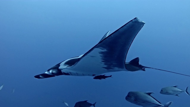 海洋巨蝠鲼视频素材
