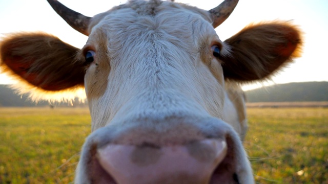 好奇的奶牛看着摄像机，嗅着它。可爱友好的动物在草地上吃草，表现出好奇心。风景优美的乡村景观为背景。模糊的背景。农业的概念。近距离视频素材