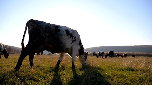 一群奶牛在阳光灿烂的草坪上吃草。动物牧场。背景是美丽的乡村风景。农业的概念。慢动作视频素材